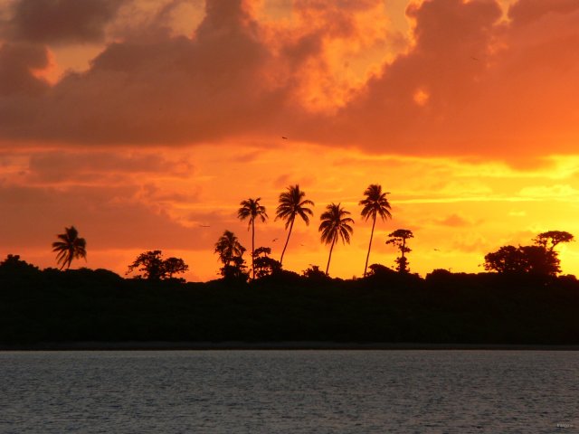 65- Nos quatre cocotiers preferes au coucher du soleil 